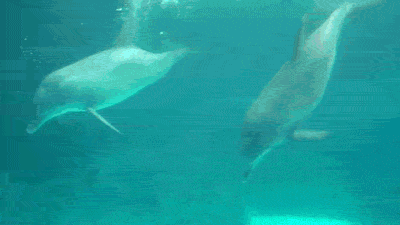 DENVER! I SEE A DOLPHIN LIKE HE’S GOT A LOT OF PEOPLE IN HIS MOUTH ON THE WING OR SIDE OF A PLANE! I’MA DROWN THE NEXT BATCH! A YELL FOR HELP! LET ME SHOW YOU WHAT I MEAN! THAT WORKS AS A MIRACLE! SHAME BATTLE! PIONEER! SO EASY! A MONSTER FEST!