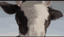 MAD COW WRESTLING
